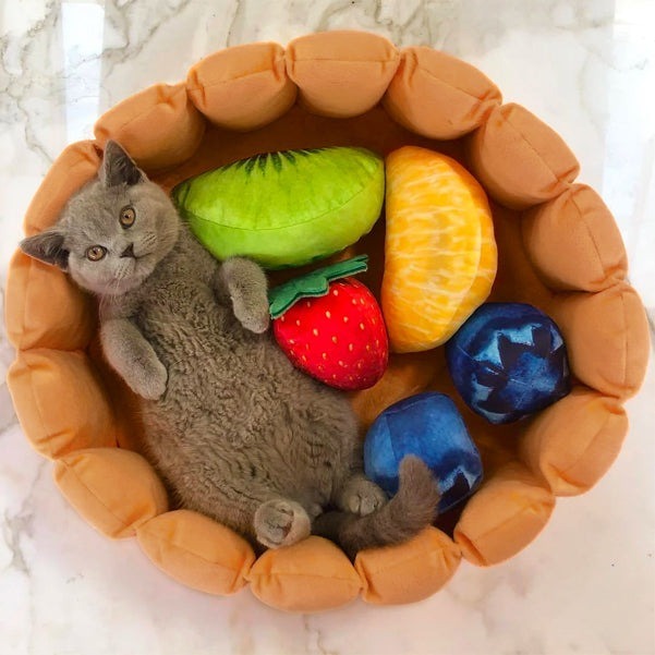 Fruit Tart Cat Bed with Squeaky Fruit Cushions